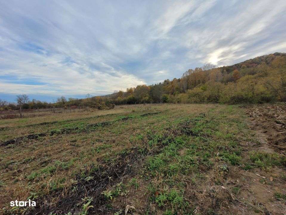 Vanzare teren intravilan, 4967  mp, utilitati, sat Rasova, Balesti.-7