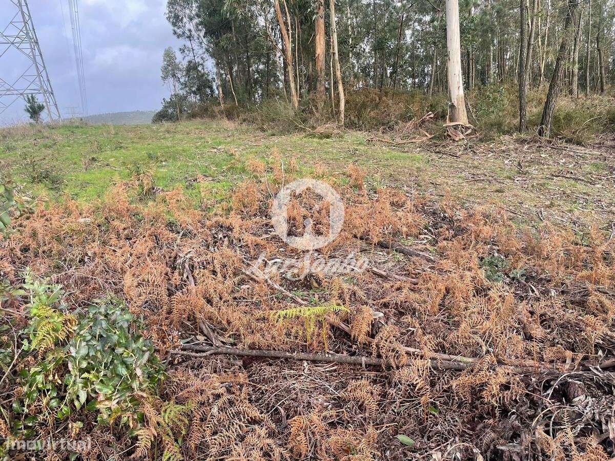 Terreno Florestal 14.500m2, Balazar - Póvoa de Varzim - Grande imagem: 4/20