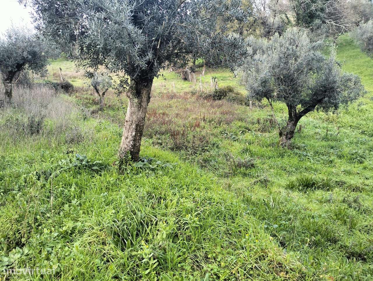 Terreno em Beco - Ferreira do Zêzere - Grande imagem: 3/6