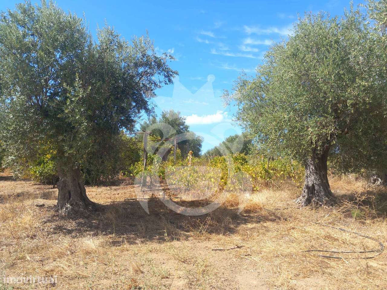 Olival tradicional com dependência agrícola - Vale de Vargo-10
