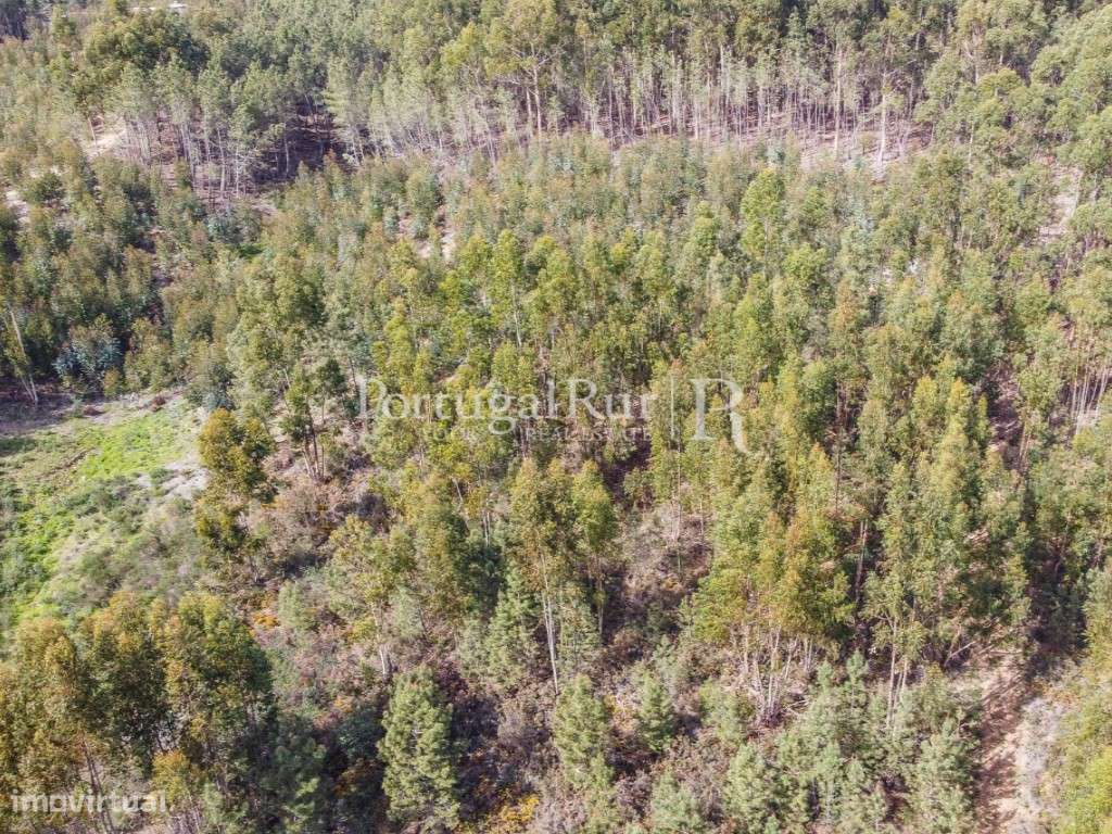 Terreno com eucaliptal em Proença-a-Nova - Grande imagem: 4/8