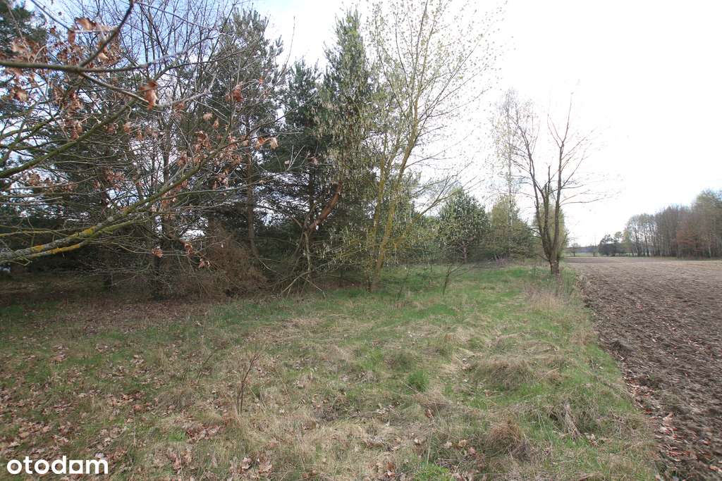 Duża działka 0,6 ha leśno-budowlana Wola Lisowska - Pełny obrazek: 4/16