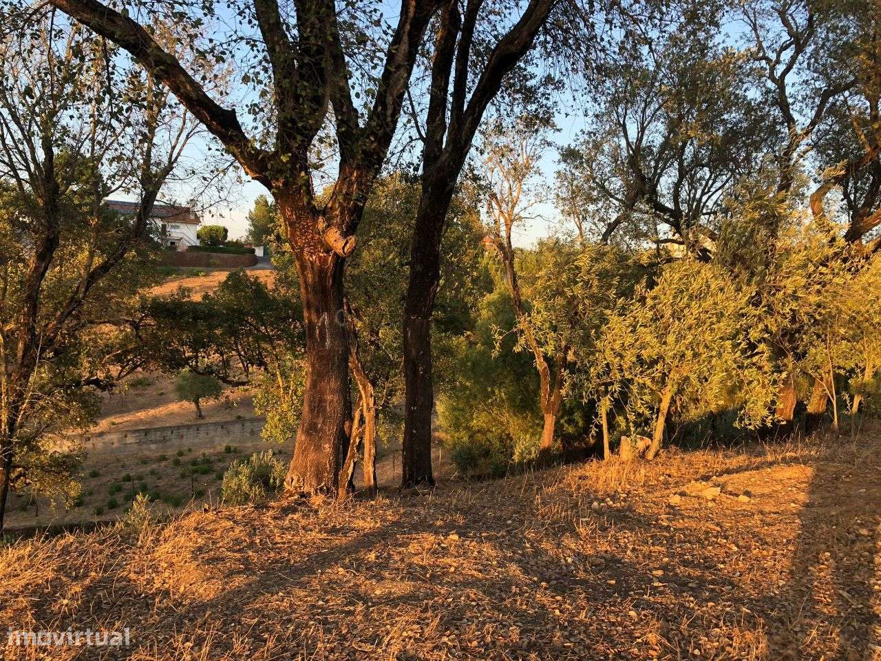 Terreno Com Ruina em Tomar - Grande imagem: 2/8