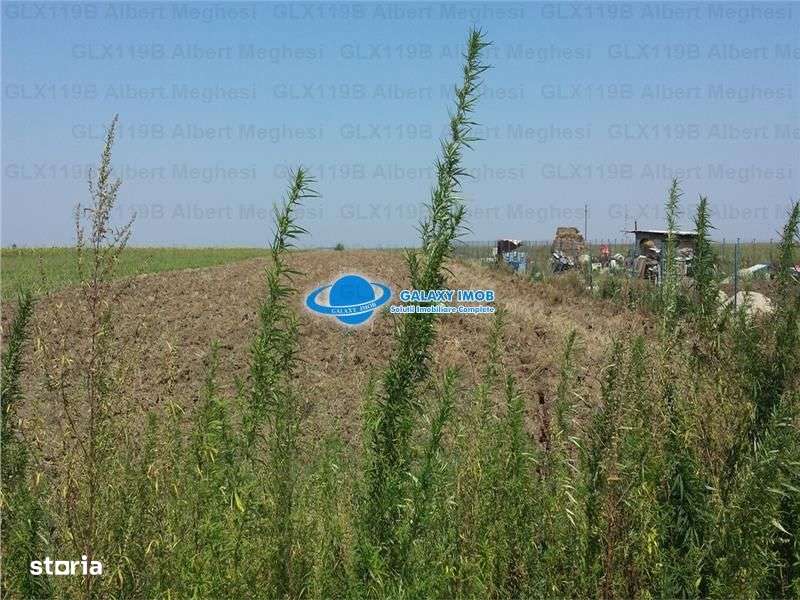 Vanzare Teren Intravilan  Herasti Giurgiu 2 HA - Imagine principală: 5/7