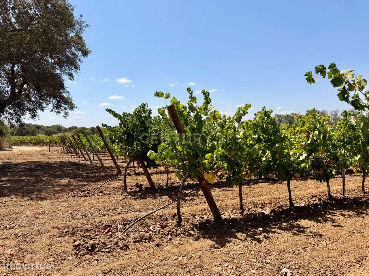 Herdade de Pandeira, Vinha e Olival em Produção em Reguengos de Monsar-6