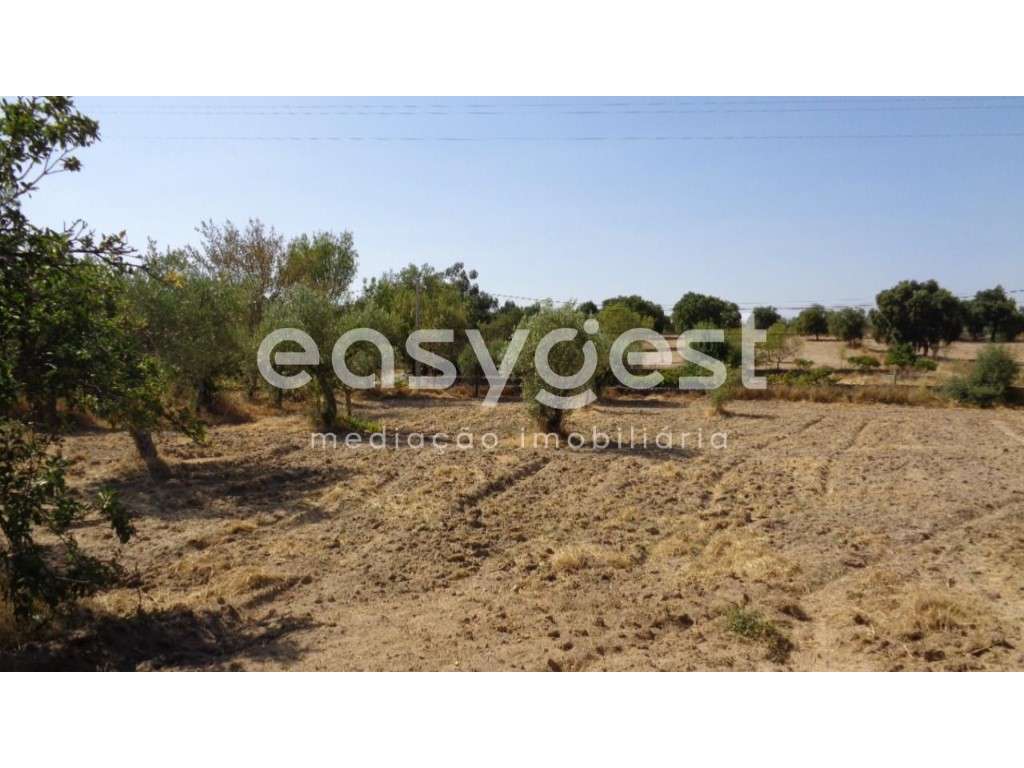 Terreno rustico situado em São Miguel de Acha, Idanha-a-Nova - Grande imagem: 4/39