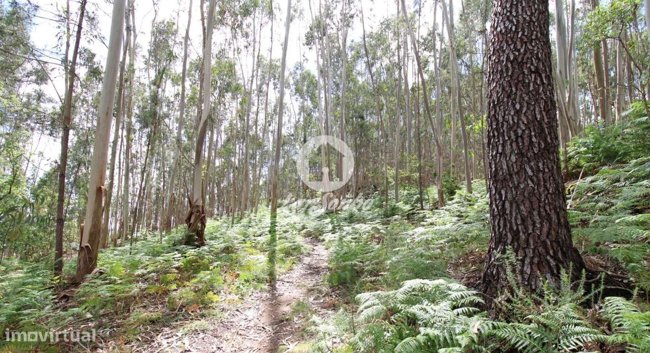 Bouça com 2.500m2 em Novais, Famalicão - Grande imagem: 4/10