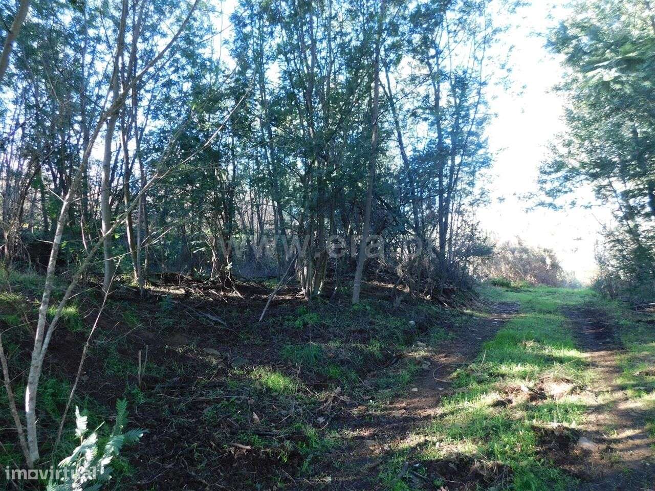 Quinta / Fundão, Pesinho - Grande imagem: 4/5