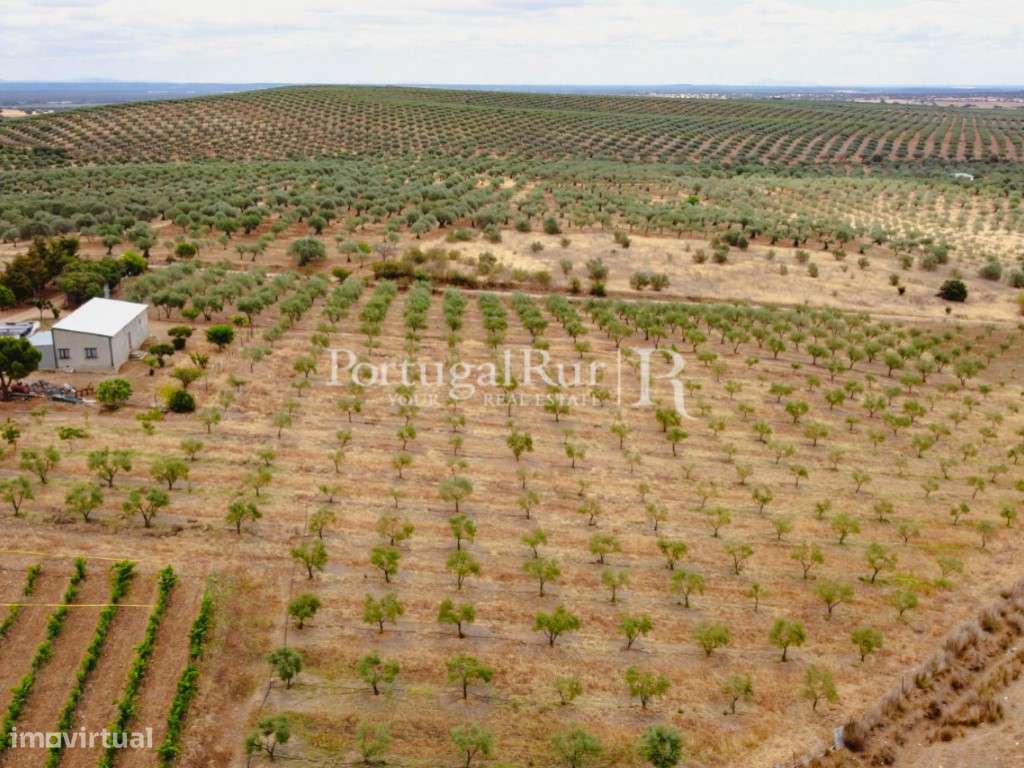 Herdade em Campo Maior com Olival - Grande imagem: 4/44