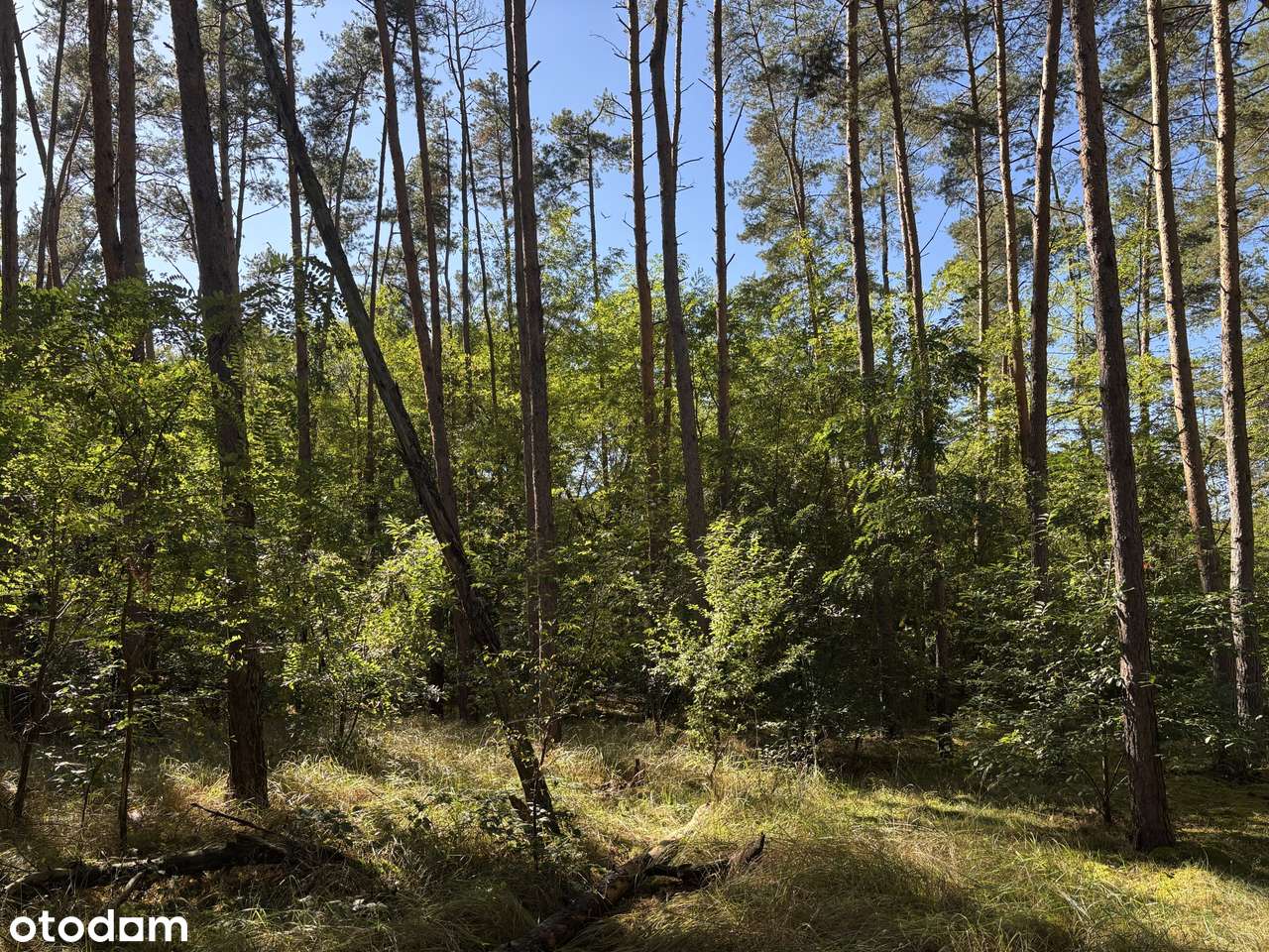 Działka leśna 2,35 ha, Kaszczor, pow. wolsztyński-5