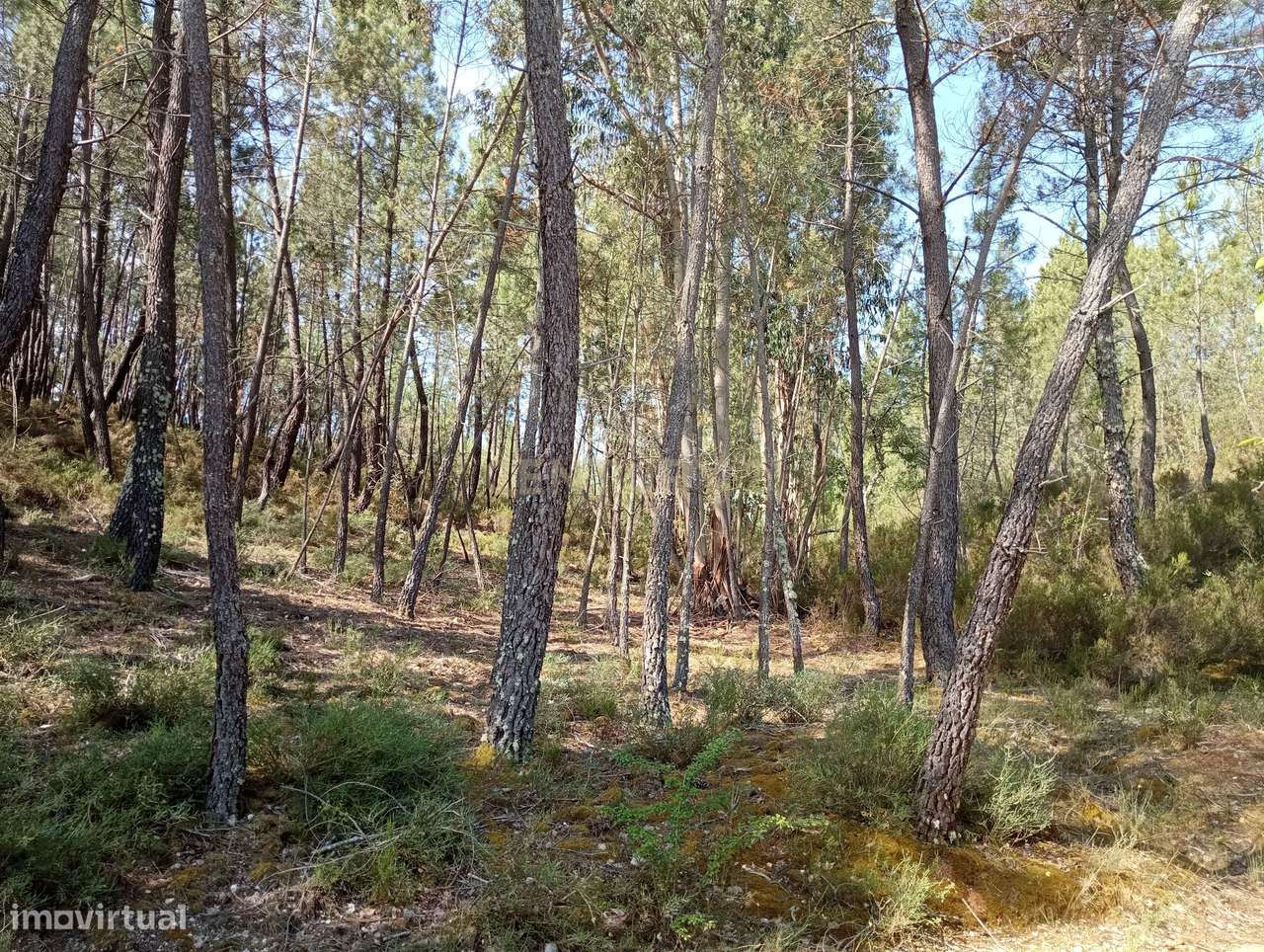 Terreno rústico Santo André das Tojeiras, Castelo Branco - Grande imagem: 5/16