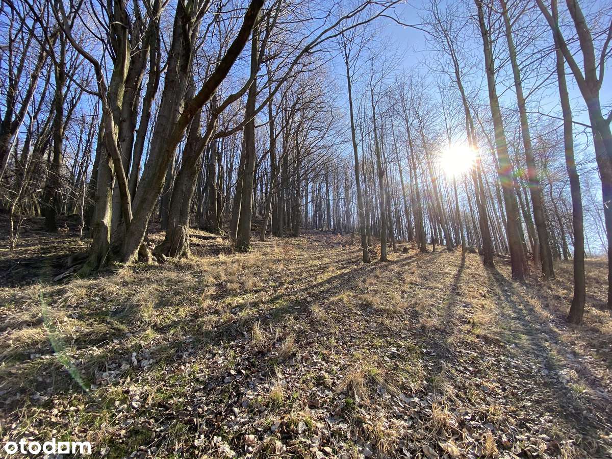 Duże działki w Górach Sowich z warunkami zabudowy - Pełny obrazek: 4/17