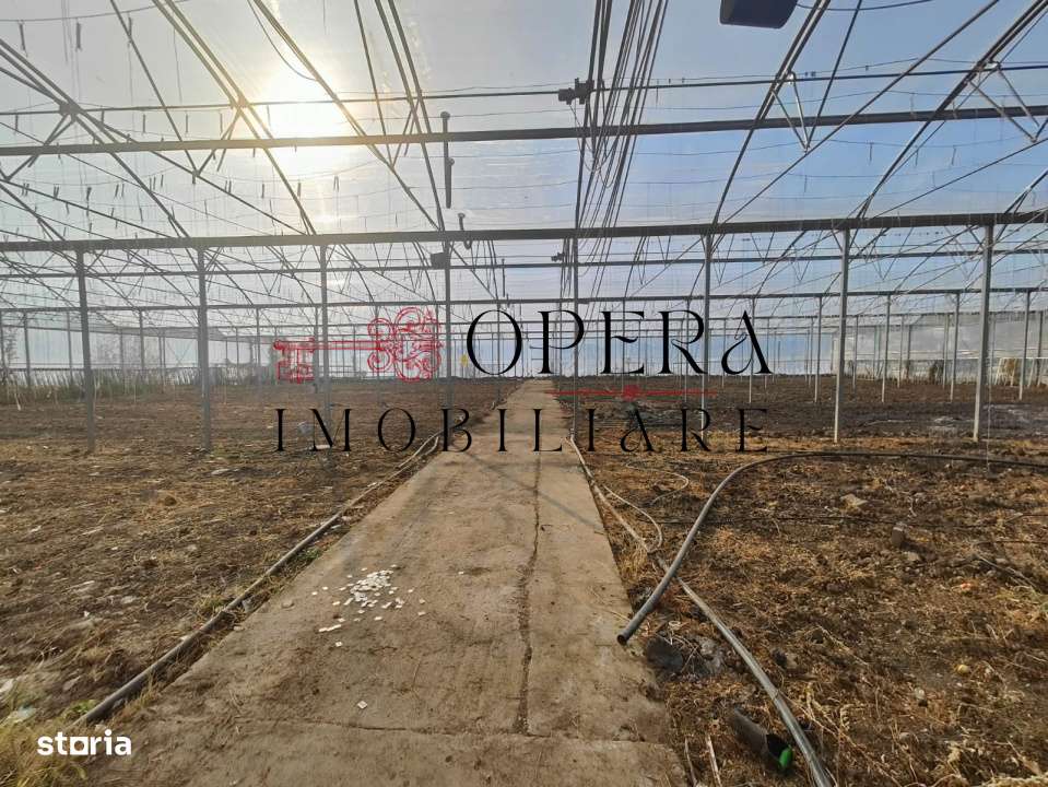 Teren intravilan 5000mp+Cladire265mp + Sera(2500mp), Rediu Aldei-Arone-5