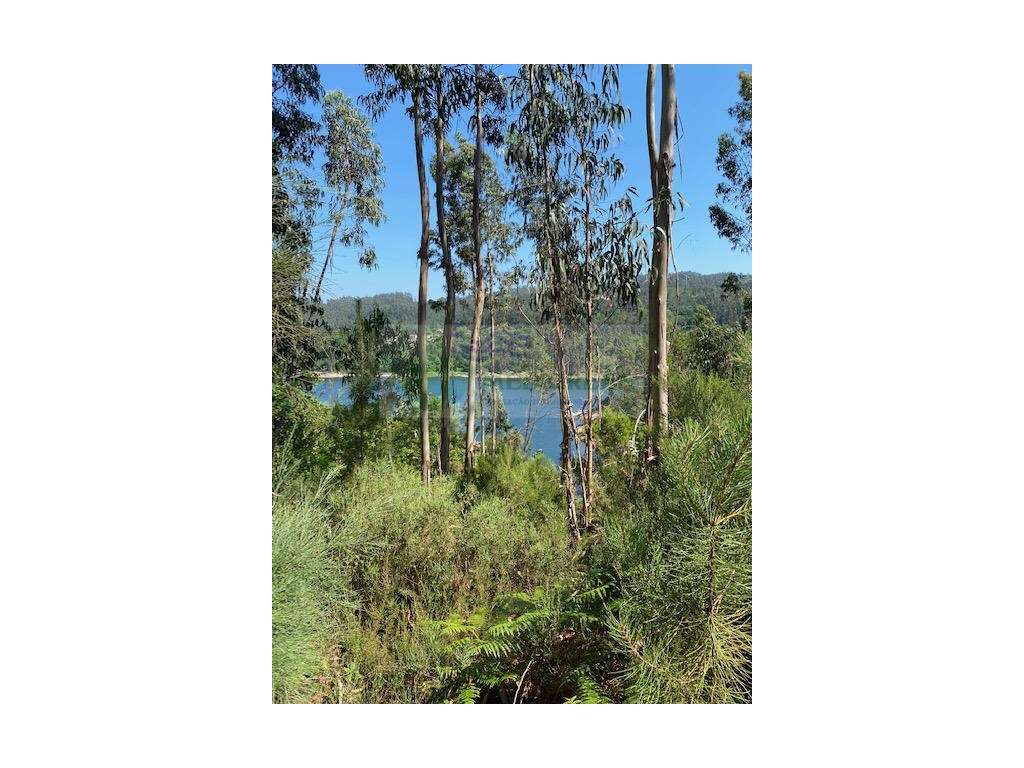 TERRENO NA BARRAGEM DE RIBEIRADIO - COUTO DE ESTEVES- SEVER DO VOUGA - Grande imagem: 4/6