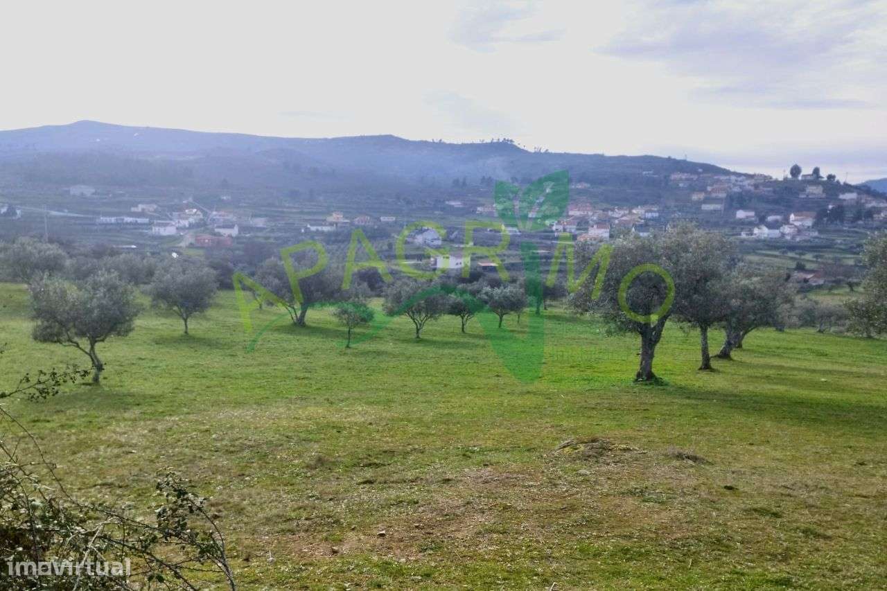 Terreno rústico com olival e vinha em Riodades - Grande imagem: 3/13