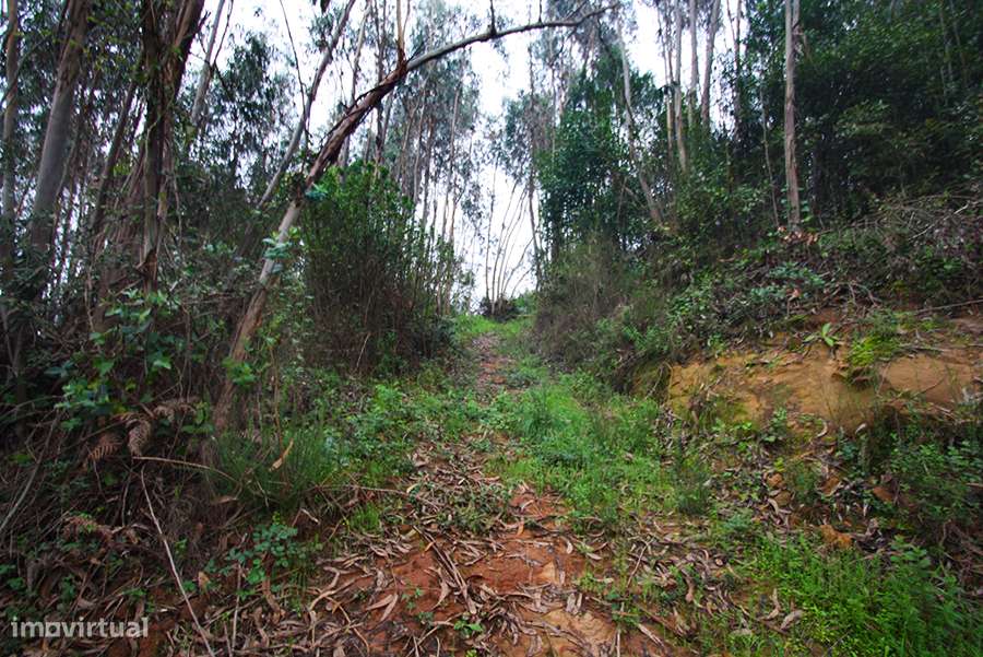 Grande propriedade, com floresta e 2 ruínas, Fraldeu, Óbidos-29