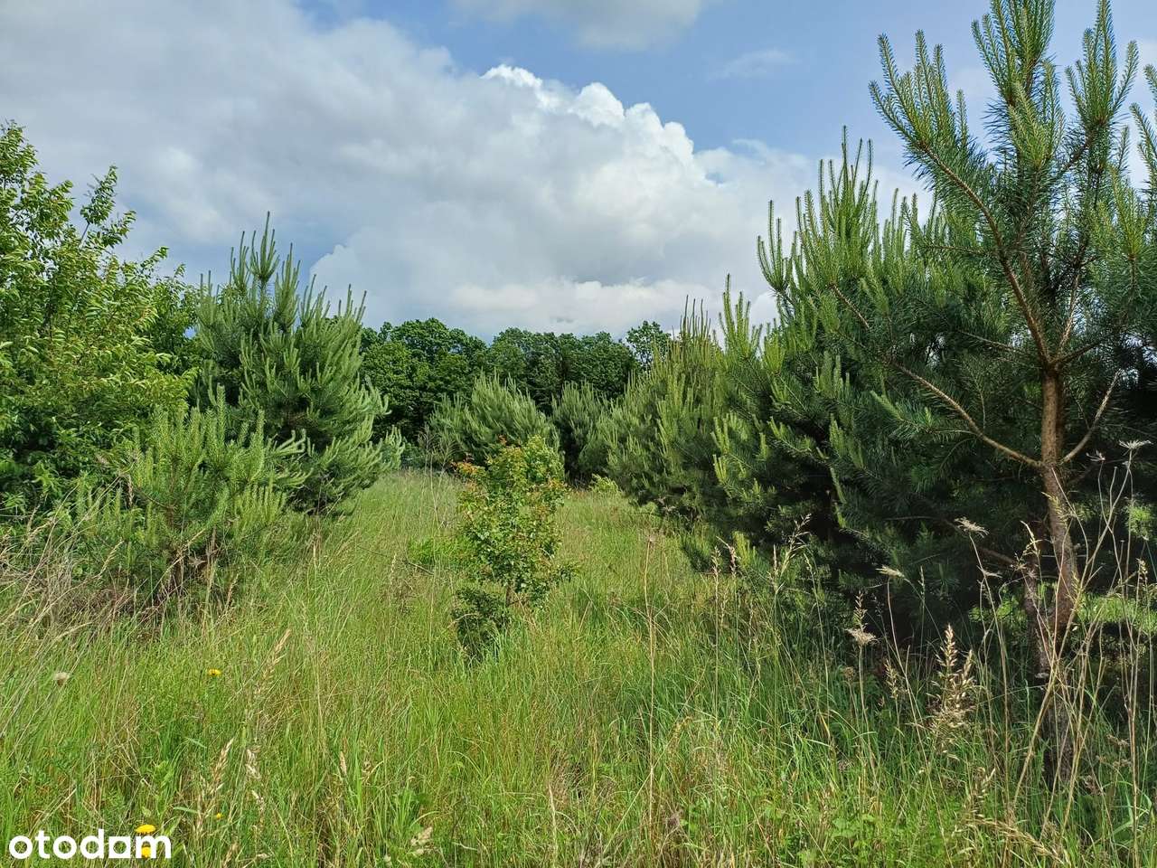 Wyjątkowa działka w otoczeniu lasu  - ul. Wyspiańskiego-10