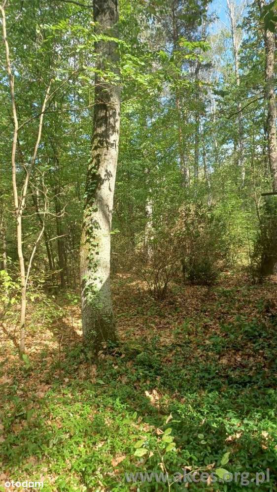 Sprzedaż Działka Zalesie Górne 2030m2 - Pełny obrazek: 5/12