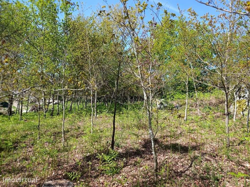 Terreno para construção - Grande imagem: 4/13