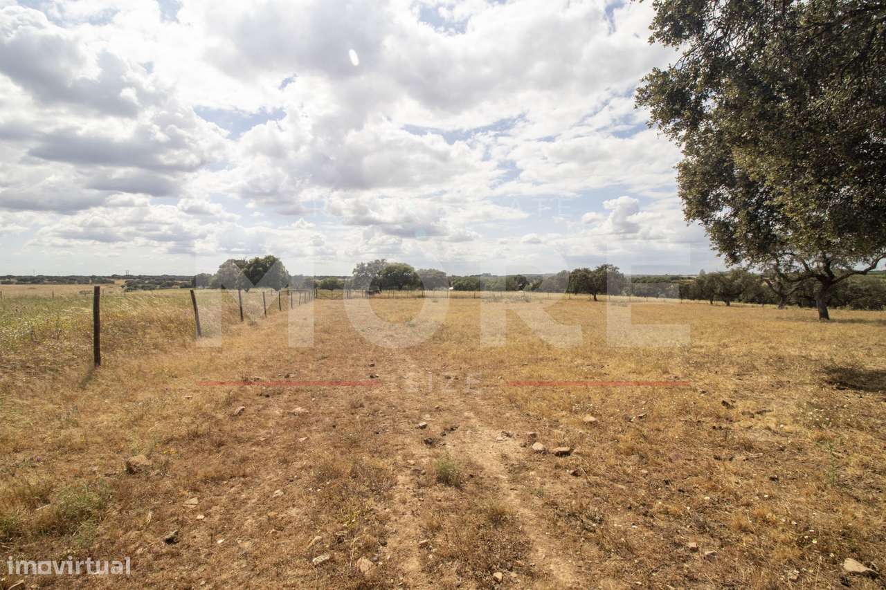Herdade - Alvito-50