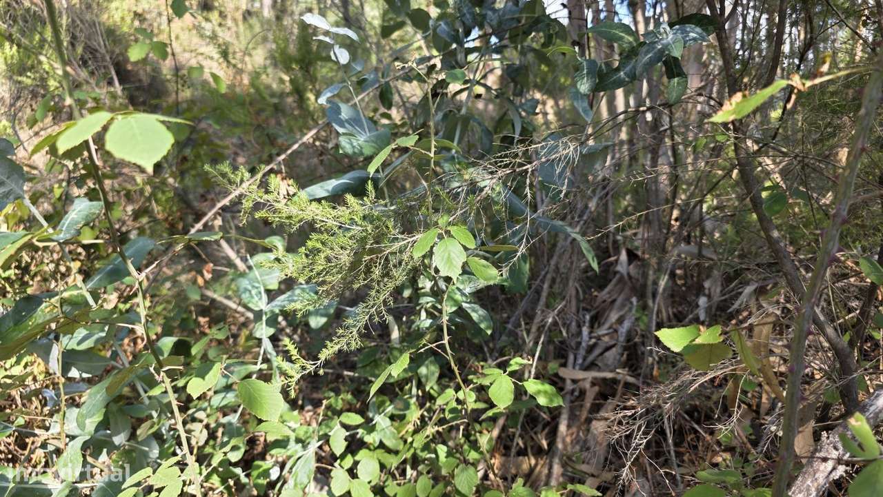 Terreno 6.800m2 eucaliptos e pinheiros em Vila de Rei-4