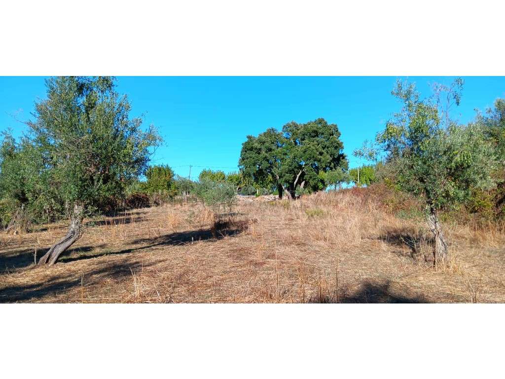 Arrendamento de Terreno Rústico - Mação (4.320 m²) - Grande imagem: 4/8