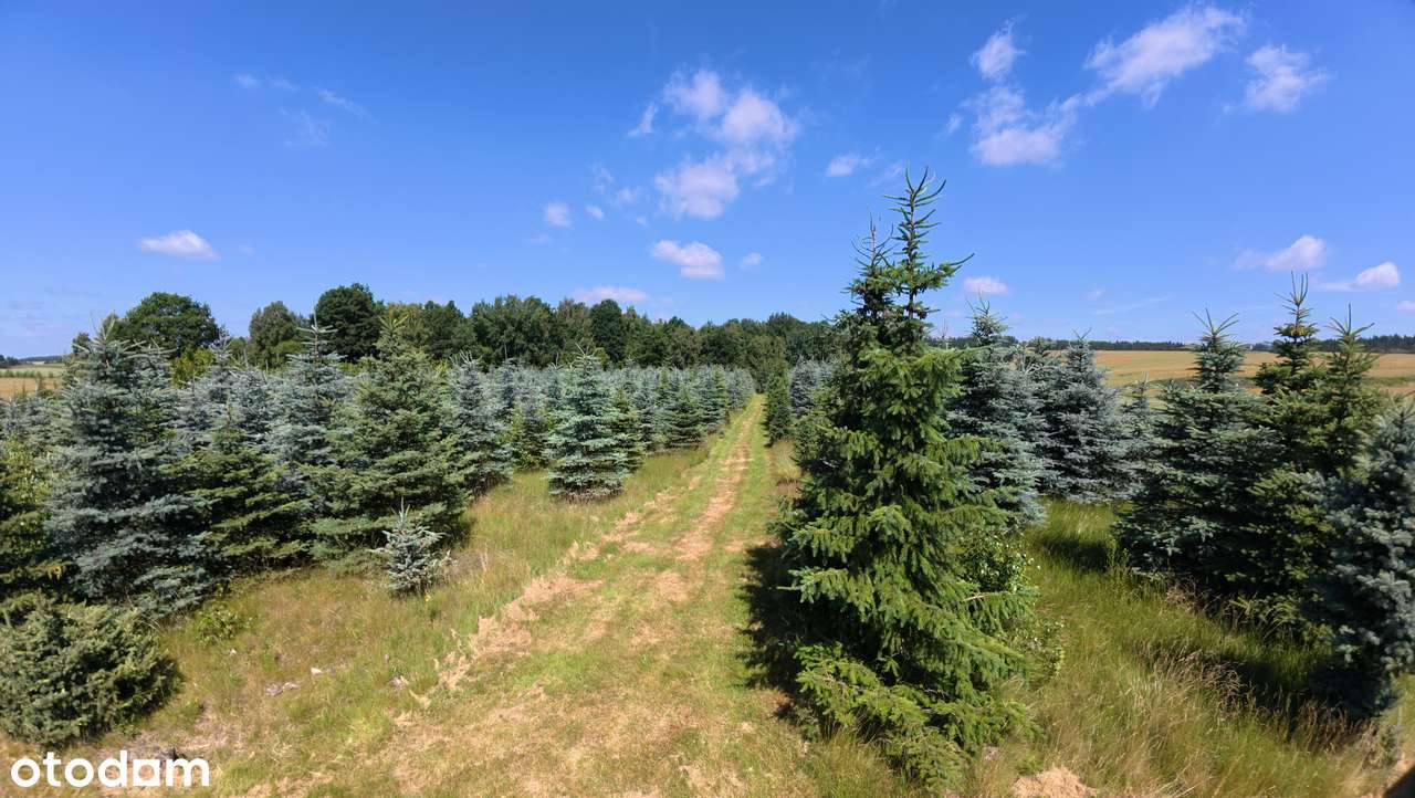 Działka, 61 800 m², Gryfów Śląski-11