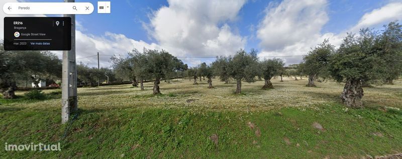 Olival com 142 oliveiras, quase 1 hectare