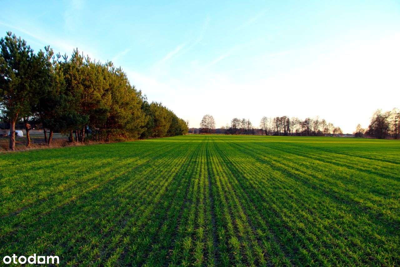 Świetna OFERTA! Działka przemysłowo-usługowa! - Pełny obrazek: 5/12