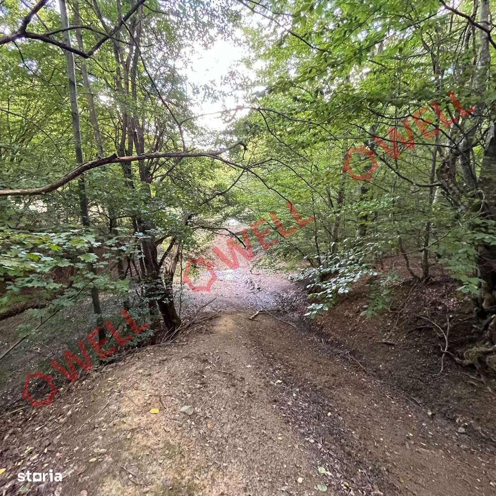 De vânzare o pășune la 5 km de Cernat! - Imagine principală: 4/4