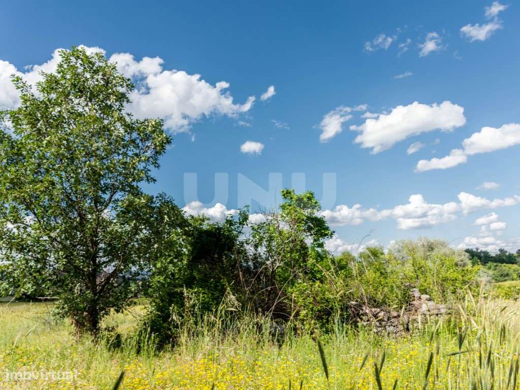 Terreno rústico em Monte do Bispo (Caria) com 1,15 ha. - Grande imagem: 5/8