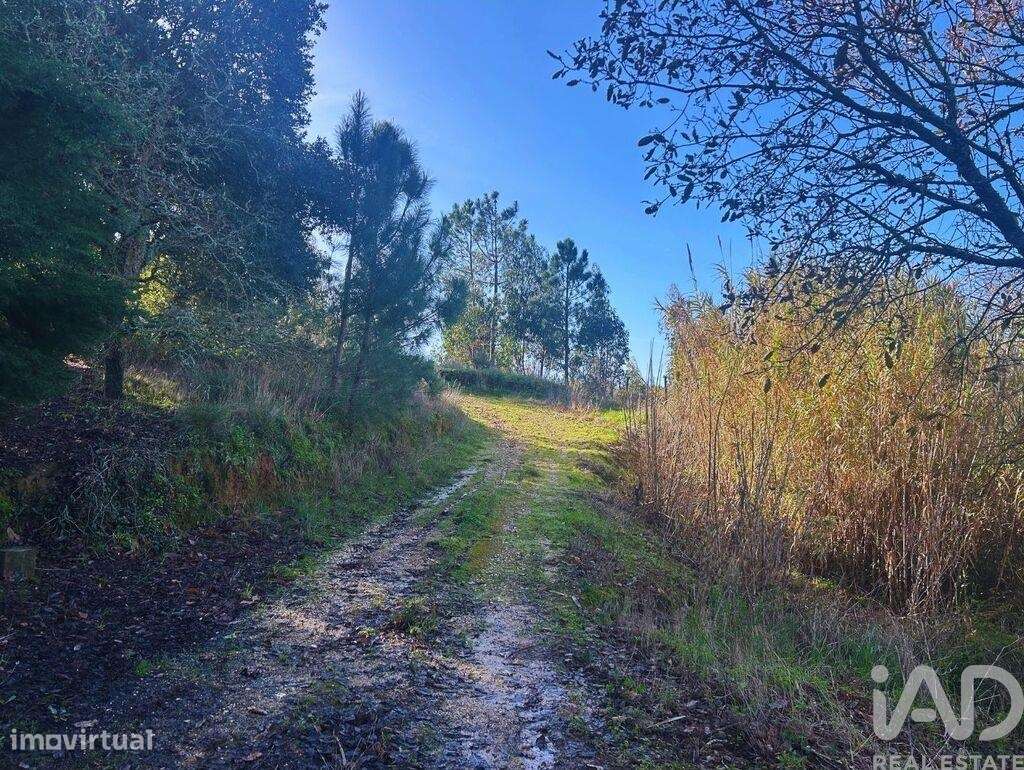 Terreno Agrícola em Mafra - Grande imagem: 5/15