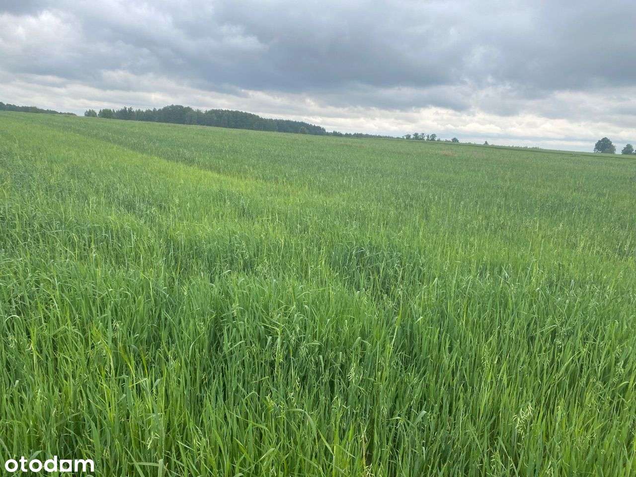 Sprzedam działkę inwestycyjną - Pełny obrazek: 2/4