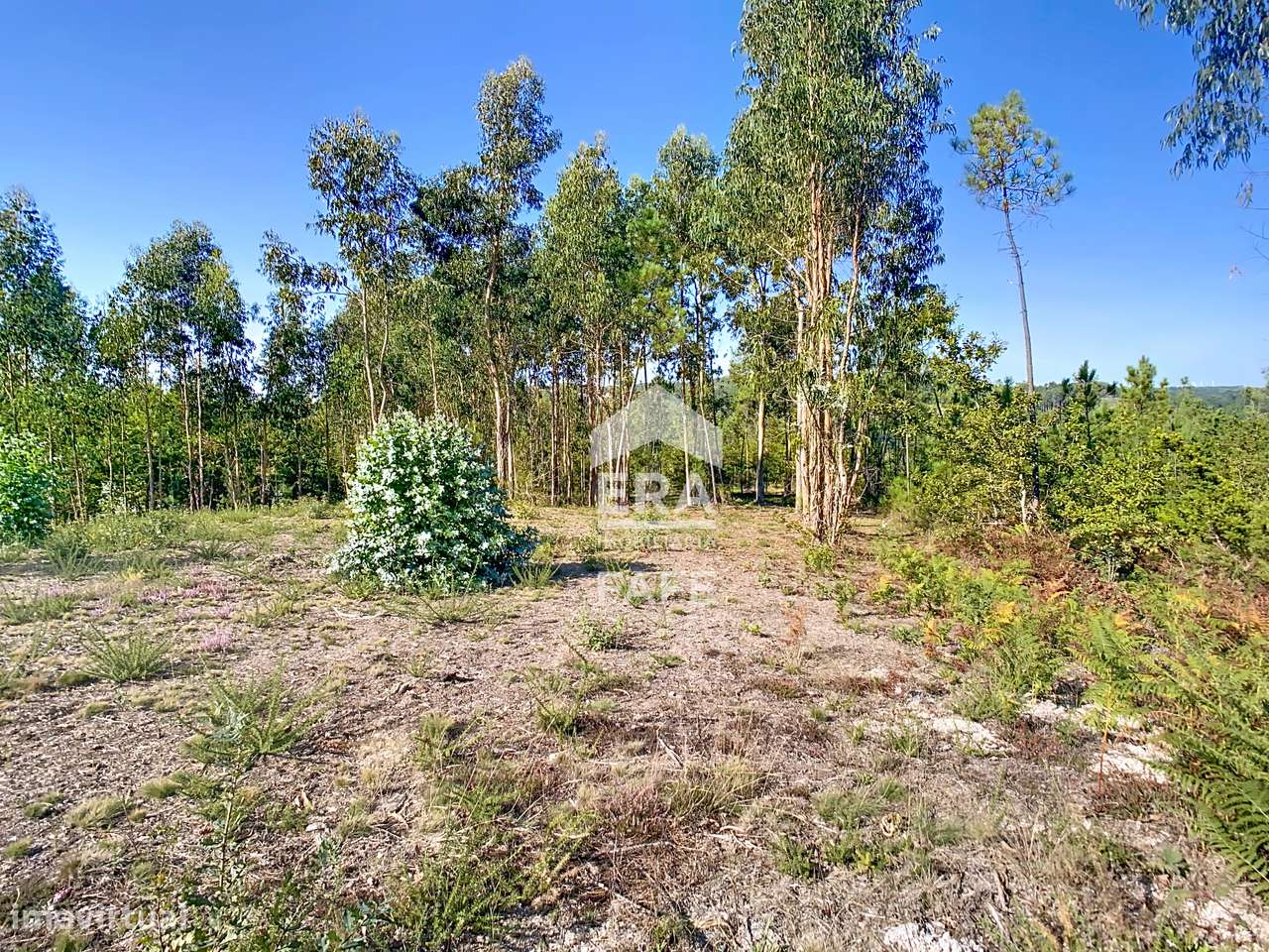 Terreno para construção em Seidões - Grande imagem: 5/13