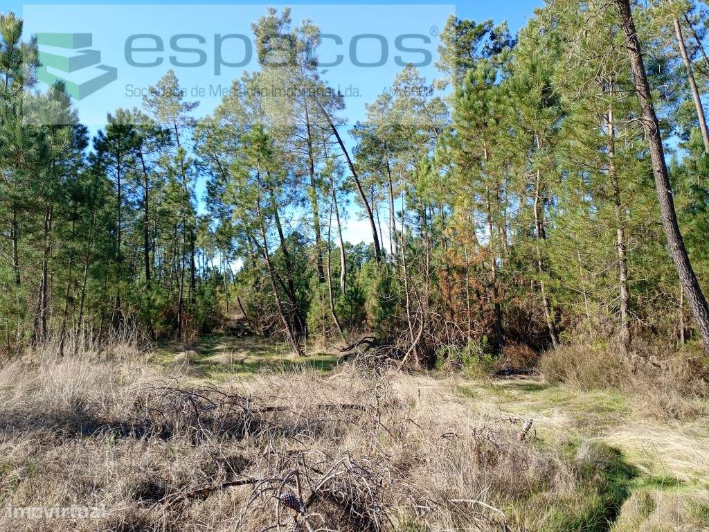 Terreno Rústico com viabilidade de construção. - Grande imagem: 5/11