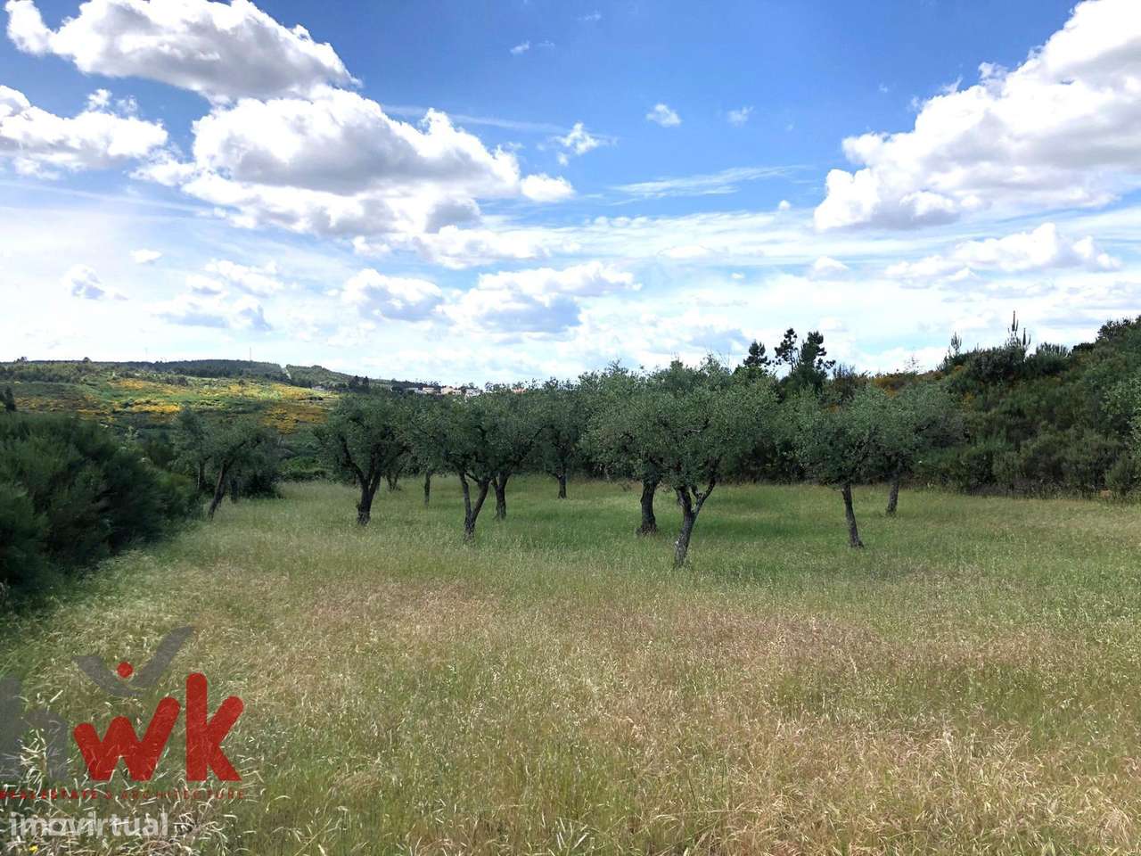 Terreno agrícola com oliveiras e casa de arrumos com 35m2 - Grande imagem: 5/13
