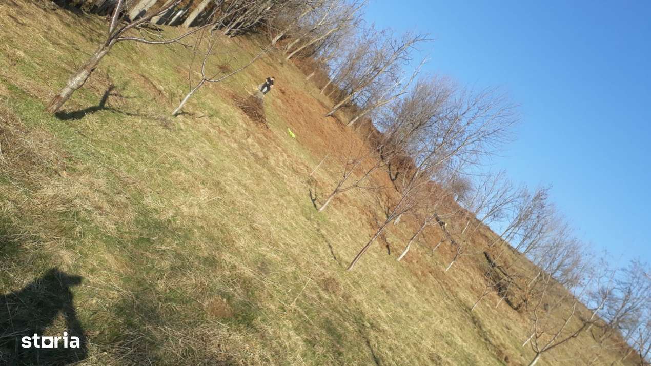 Teren extravilan de vanzare – Stanesti, 3.861 mp, livada de ciresi-4