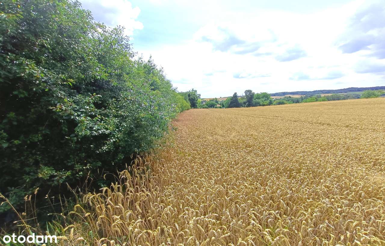 Działka, 21 758 m², Krasnystaw - Pełny obrazek: 5/15