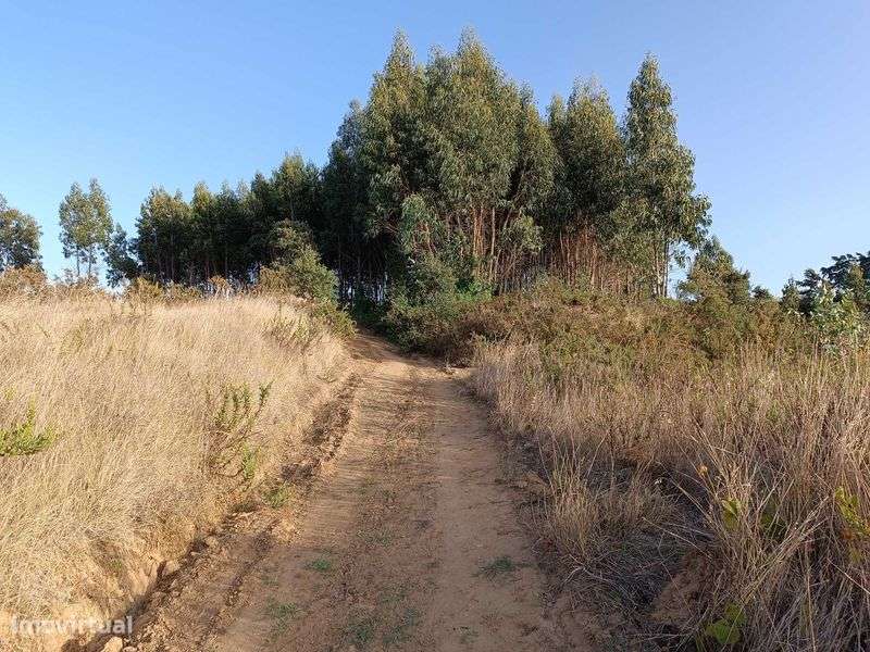 Terreno agrícola e eucaliptal - Grande imagem: 5/8