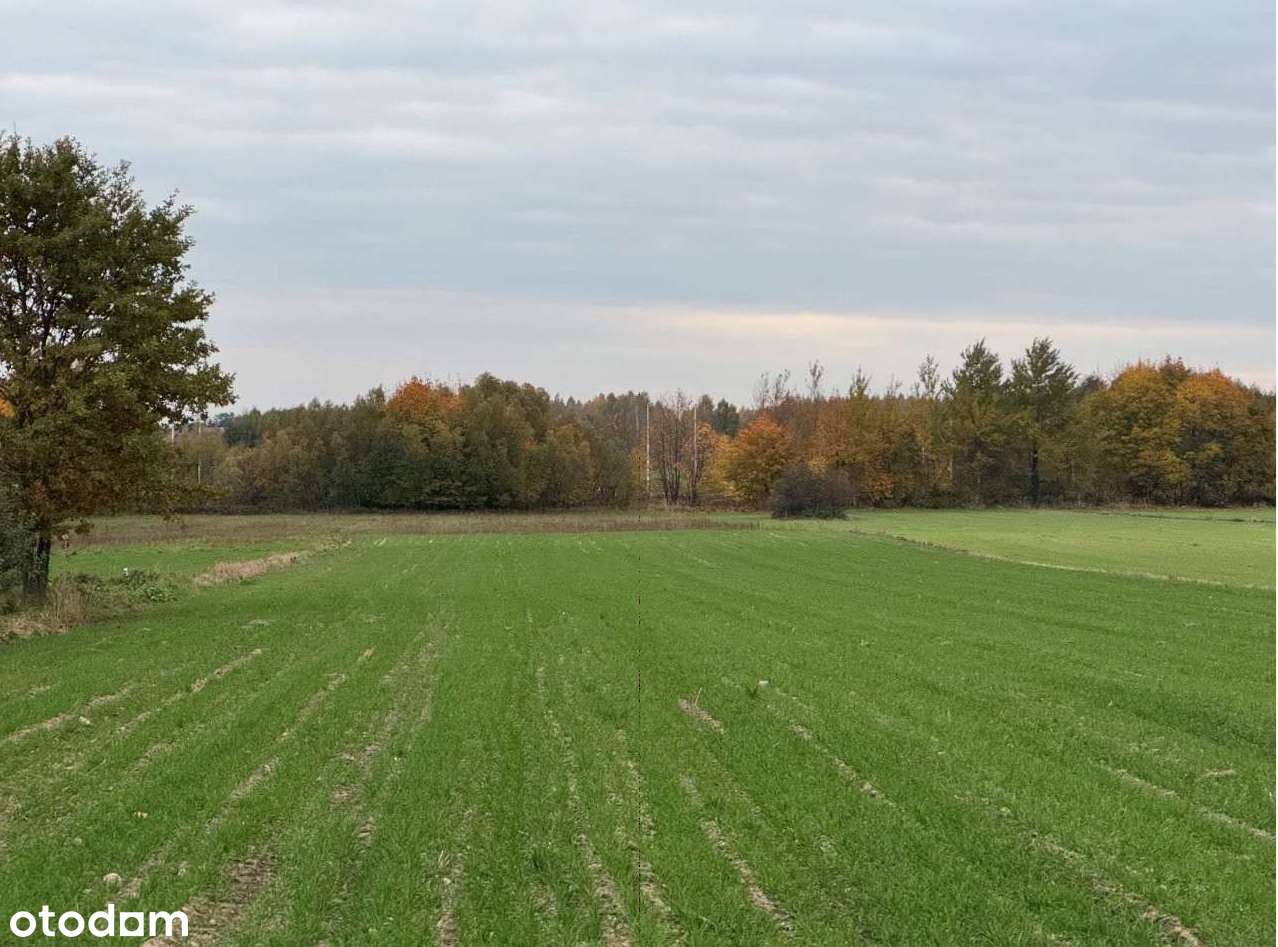 Działka niezabudowana - Gorzędów, gm. Kamieńsk - Pełny obrazek: 4/5