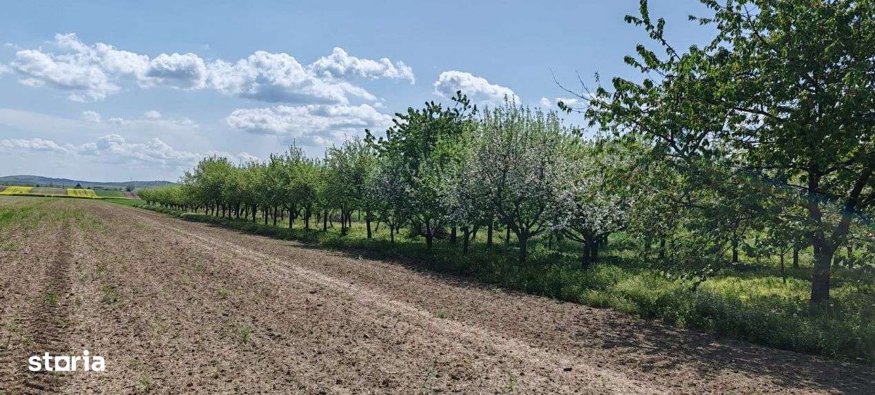 Casa si teren generos – sat Ciuhoi, comuna Saniob, judetul Bihor-5
