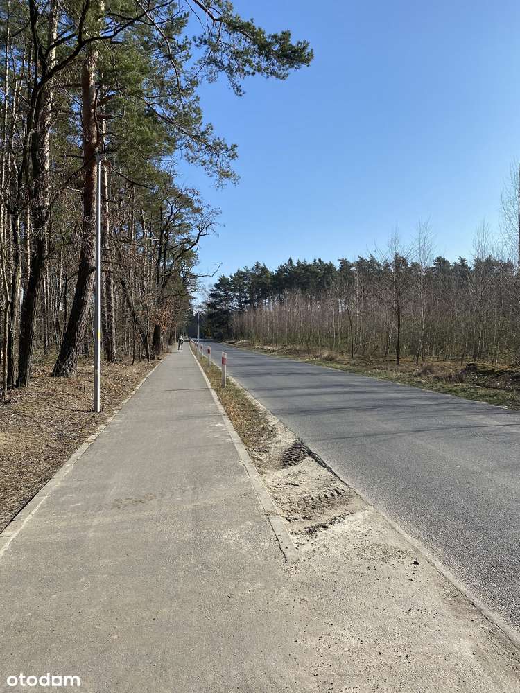 Las, jezioro, media, gmina Zaniemyśl-1