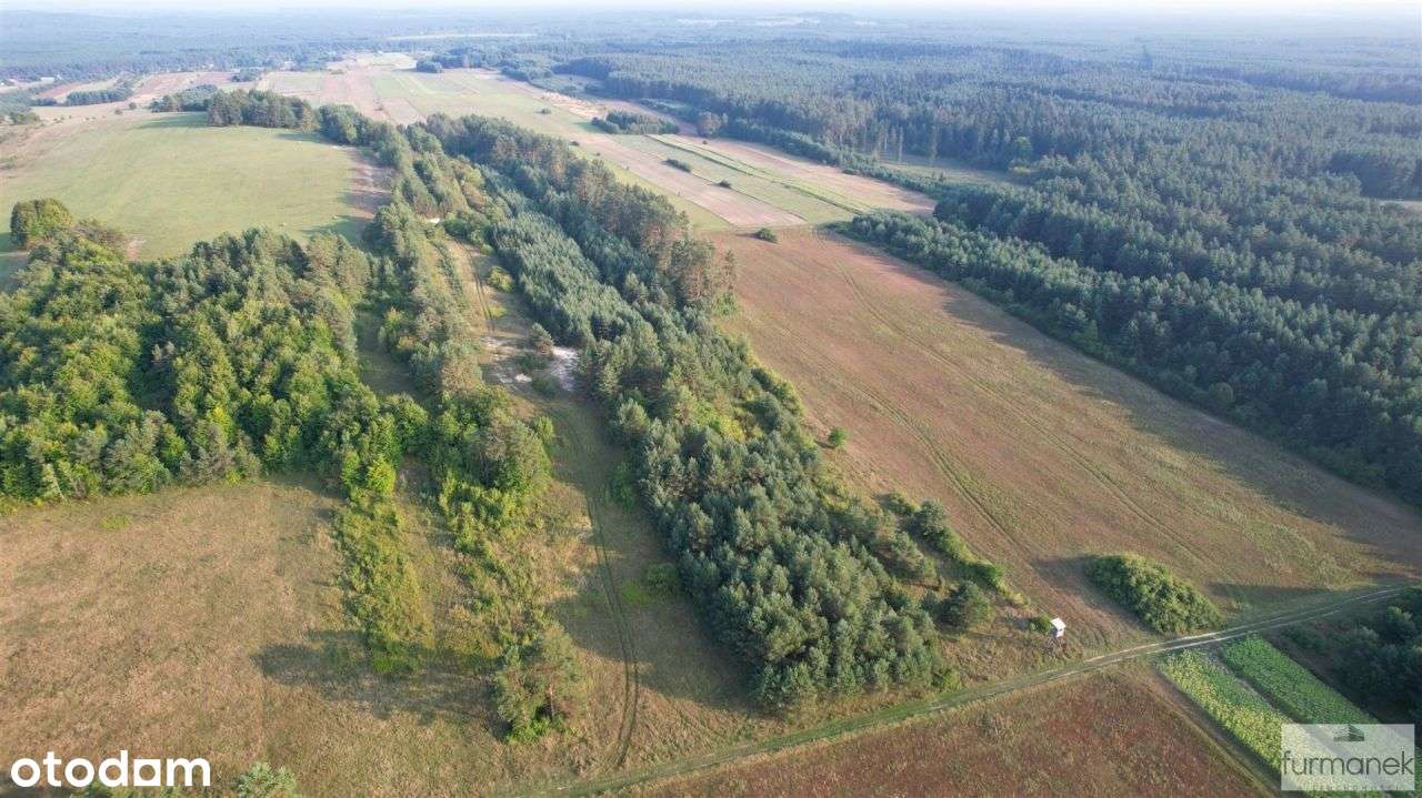 Działki porośnięte lasem sosnowym na Roztoczu - Pełny obrazek: 2/13