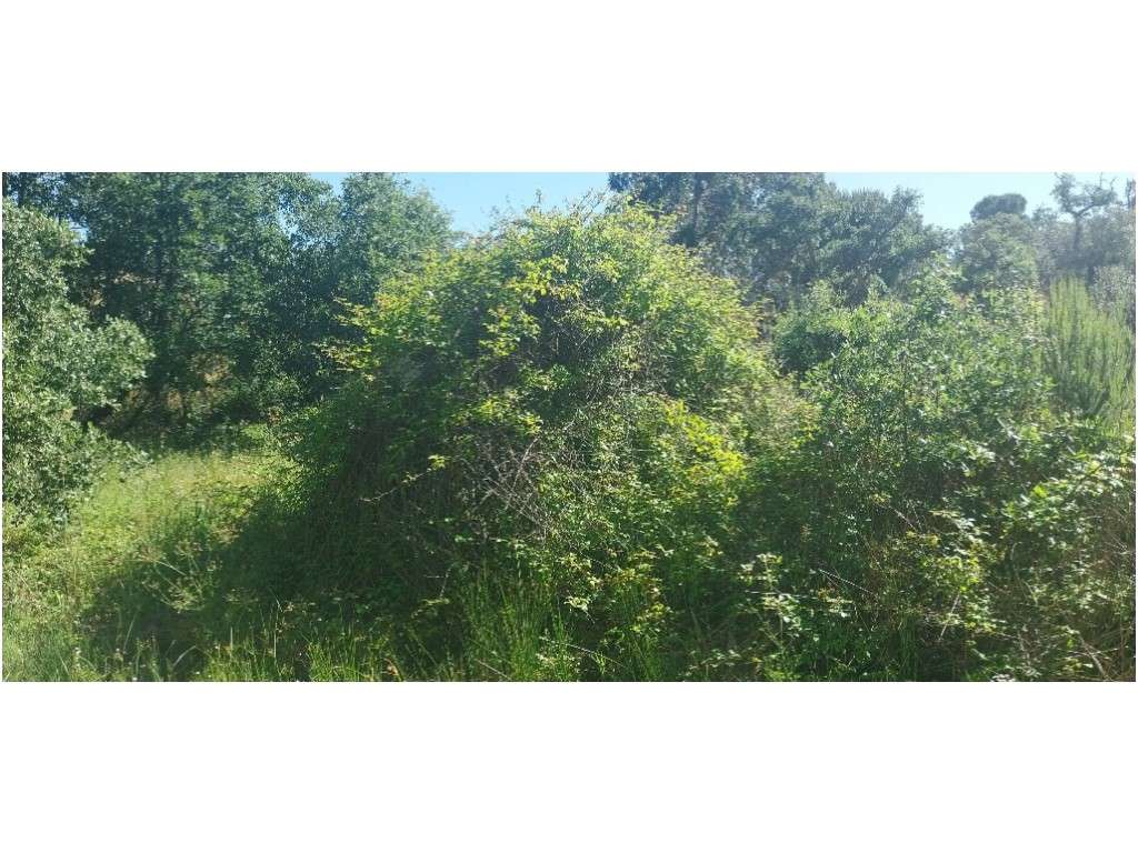 TERRENO RÚSTICO (7,725ha)-10