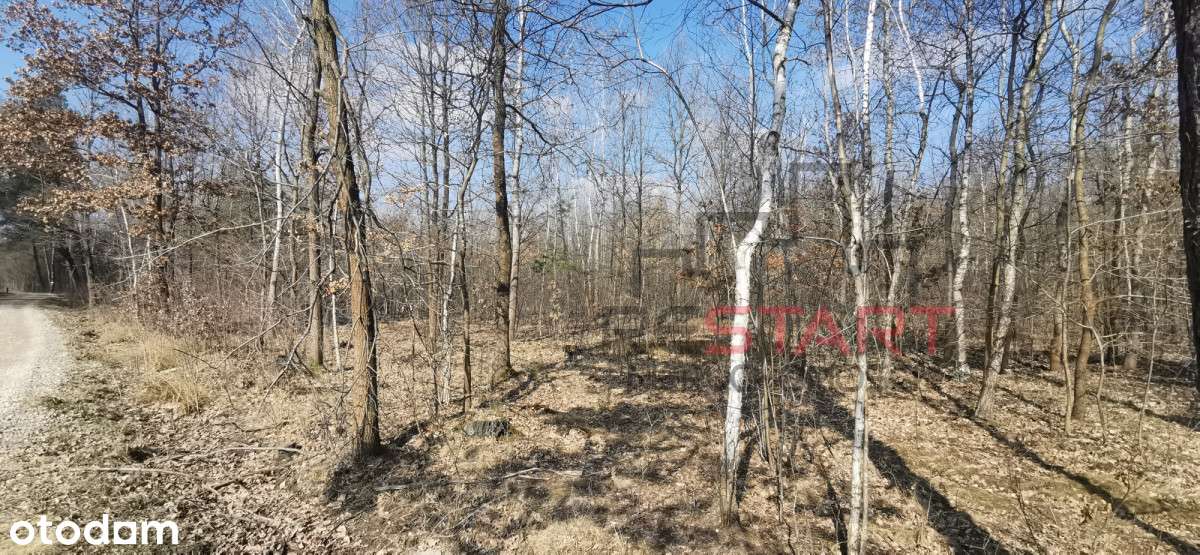 Działka budowlana w Janinowie. - Pełny obrazek: 4/6