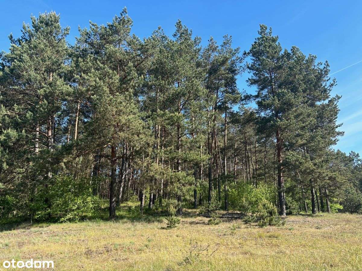 Klaniny- działka rekreacyjna 3900 m2 - Pełny obrazek: 5/6