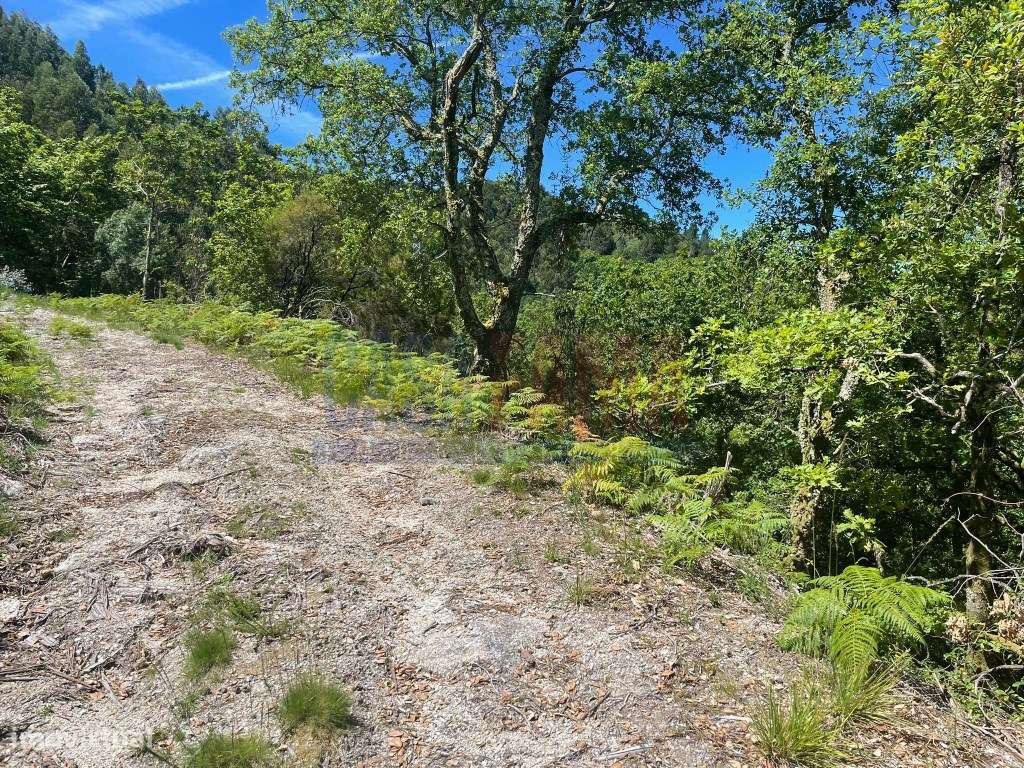 Terreno em Soengas - Caniçada (Gerês) - Grande imagem: 4/18
