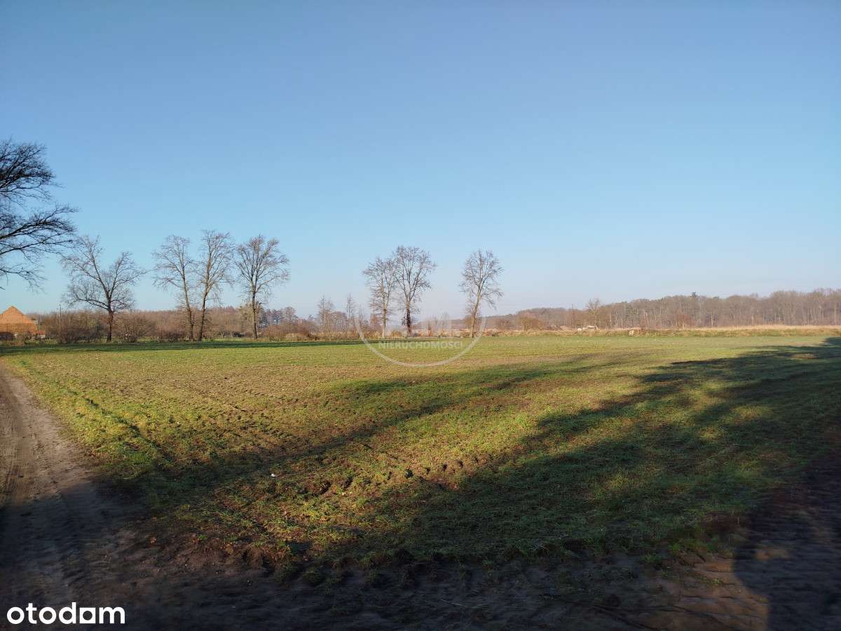 Kędzie – działka przy lesie w Dolinie Baryczy - Pełny obrazek: 4/12