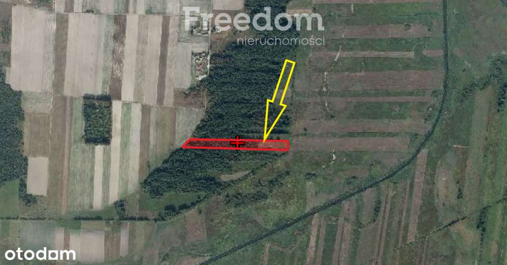 Zalesiona działka - Pełny obrazek: 2/2