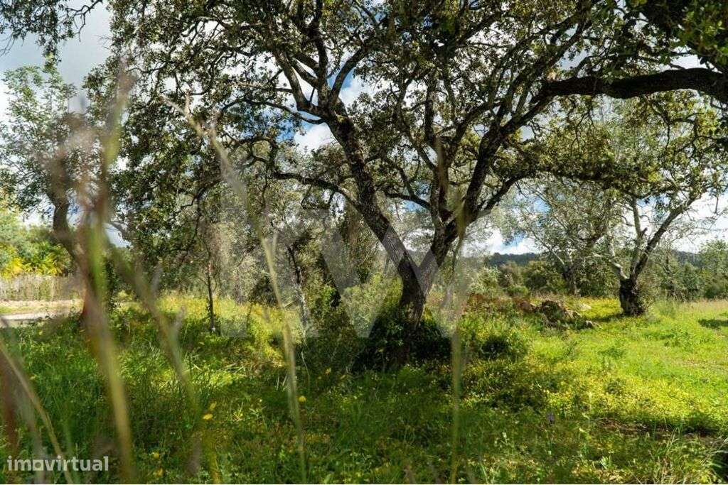 Terreno agrícola com saneamento básico a passar na confrontação com es - Grande imagem: 4/50